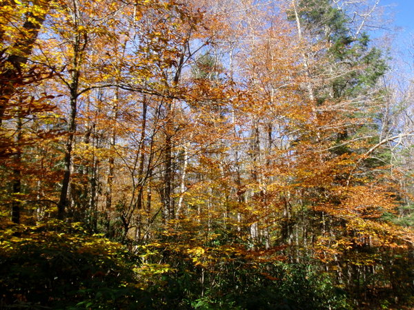 Foliage Along Hills Creek
