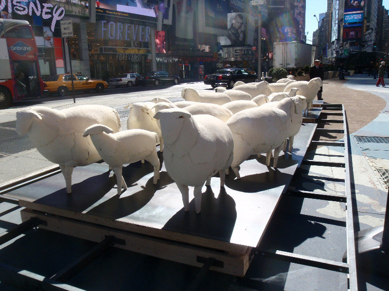 Urban sheep