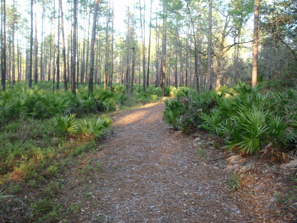 Trail through the upland forest, Okefenokee Swamp