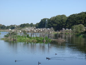 Island Filled with Cranes at Harris Neck