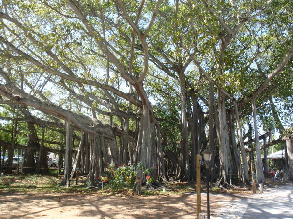 Thomas Edison's banyan tree