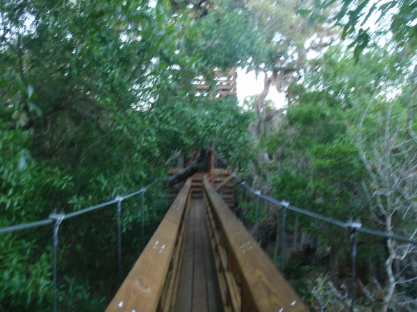 Canopy walkway