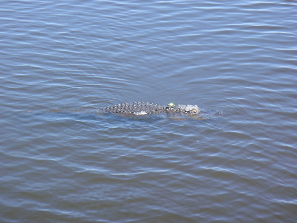 Alligator in the Myakka River