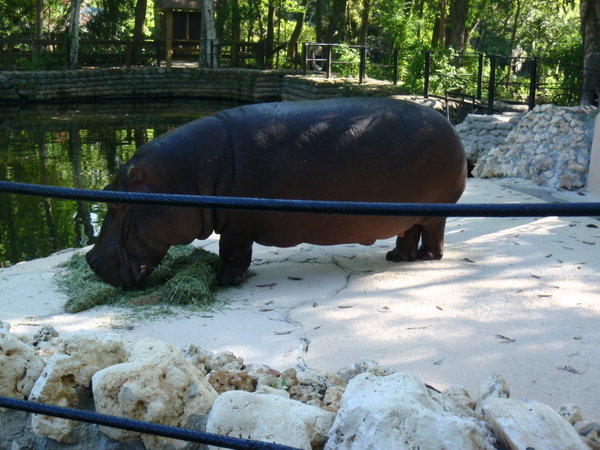 Lulu the Hippo