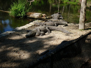Aligators