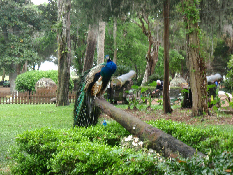 Fountain of Youth peacock on cannon