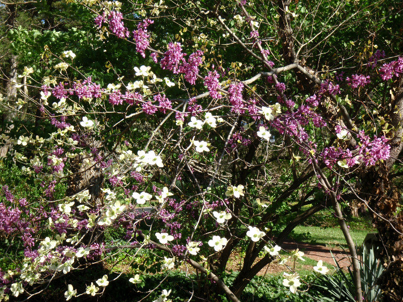Reynolda flowering trees