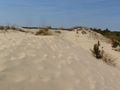 Jockey Ridge dunes