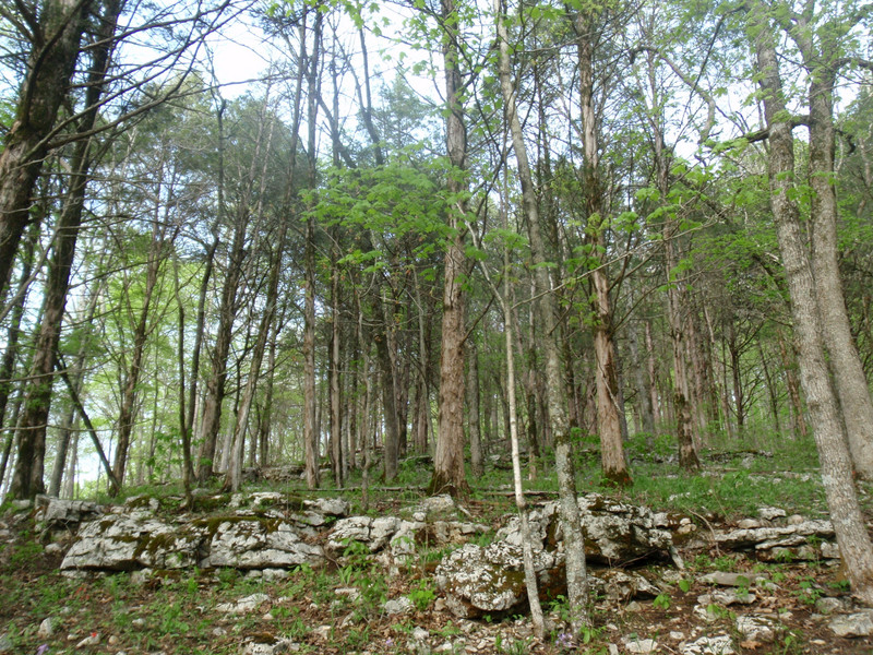 Trees and limestone