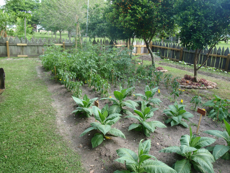 Food garden