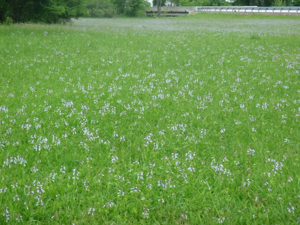 Kentucky blue grass