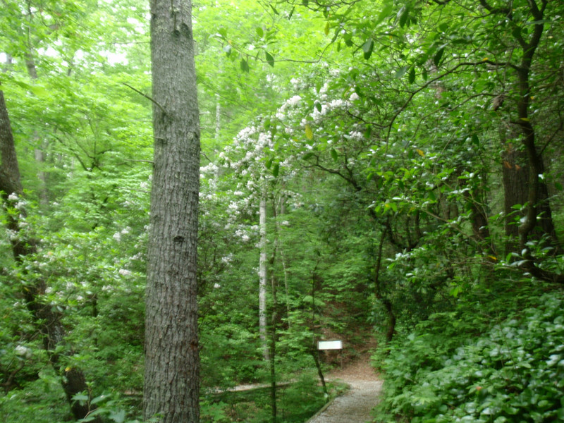 Mountain Laurel and trail