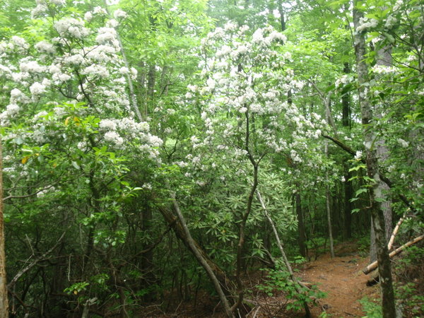 A forest of mountain laurel