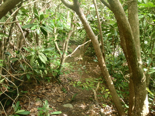 Trail to Stairway Falls
