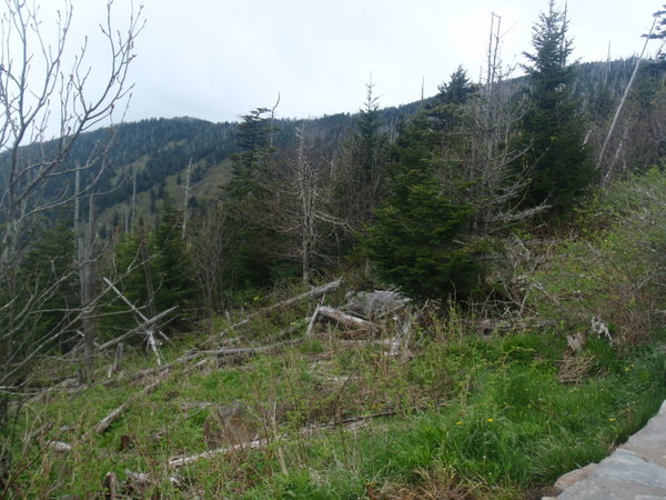 Dying fir trees