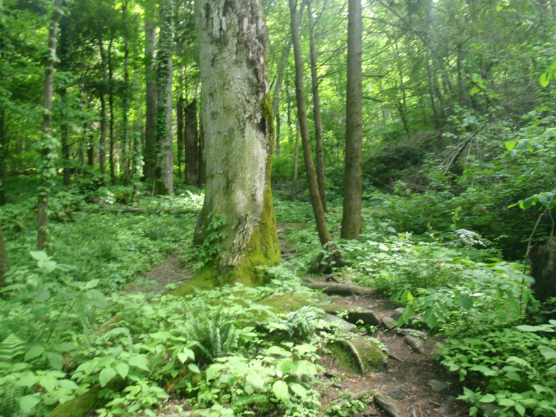 Old Growth forest