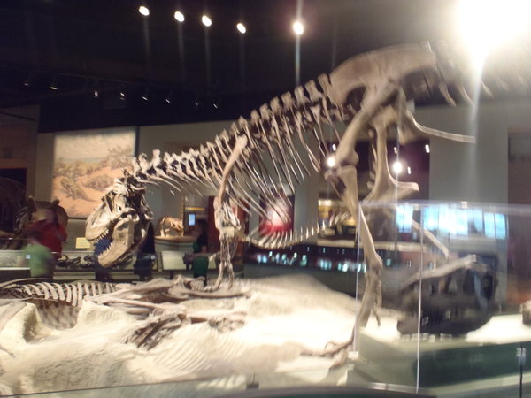 Dinosauur Hall