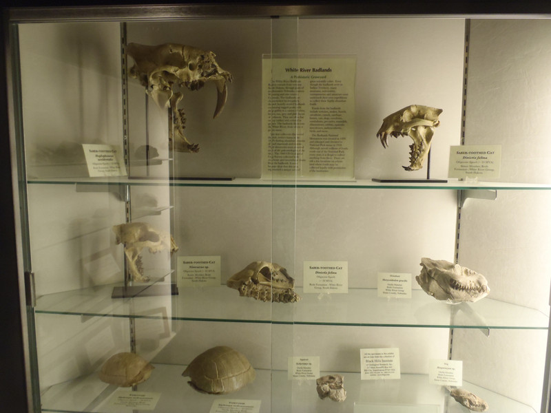 Black Hills fossils
