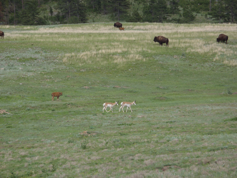 Elk and buffalo