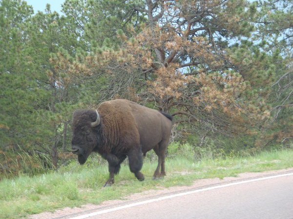 Roadside buffalo