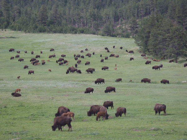Custer State Park buffalo herd