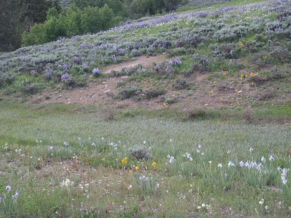 Bighorn wildflowers