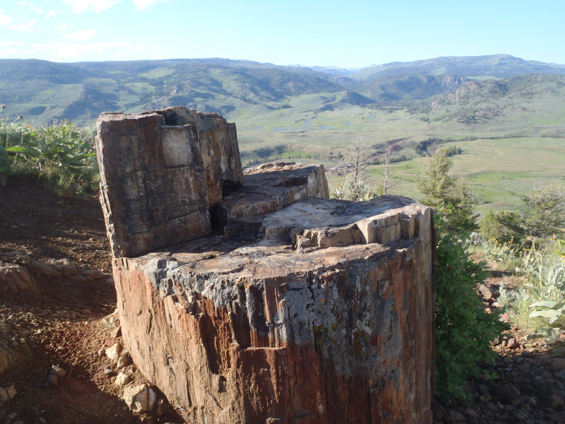 Fossilized redwood stump