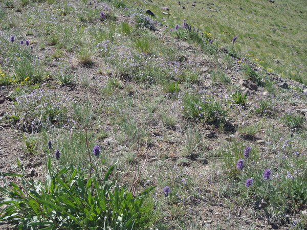 Mount Washburn wildflowers