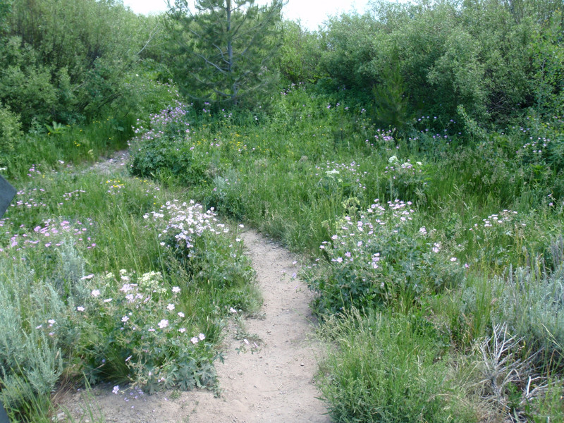 Wildflowers along Lakeshore Trail