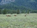 Elk herd in Jackson Hole