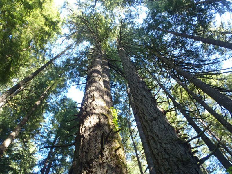 Old growth trees