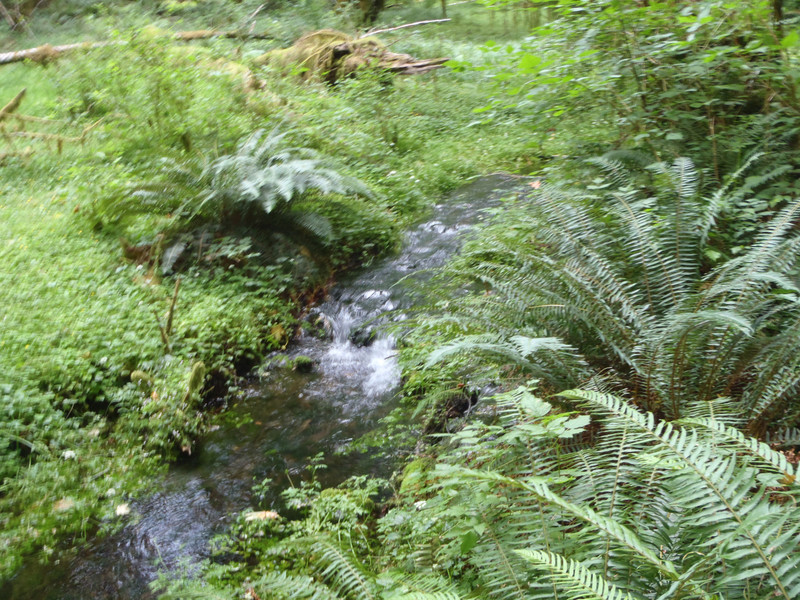 Quinault stream