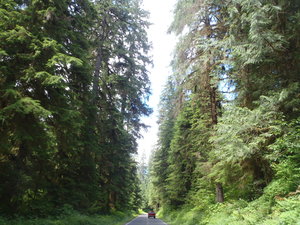 Road to Quinault