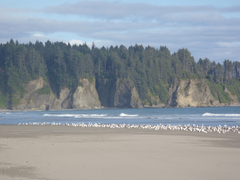 Queets Second Beach