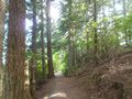 Trail to Mount Walker overlook