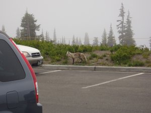 Parking lot wolf