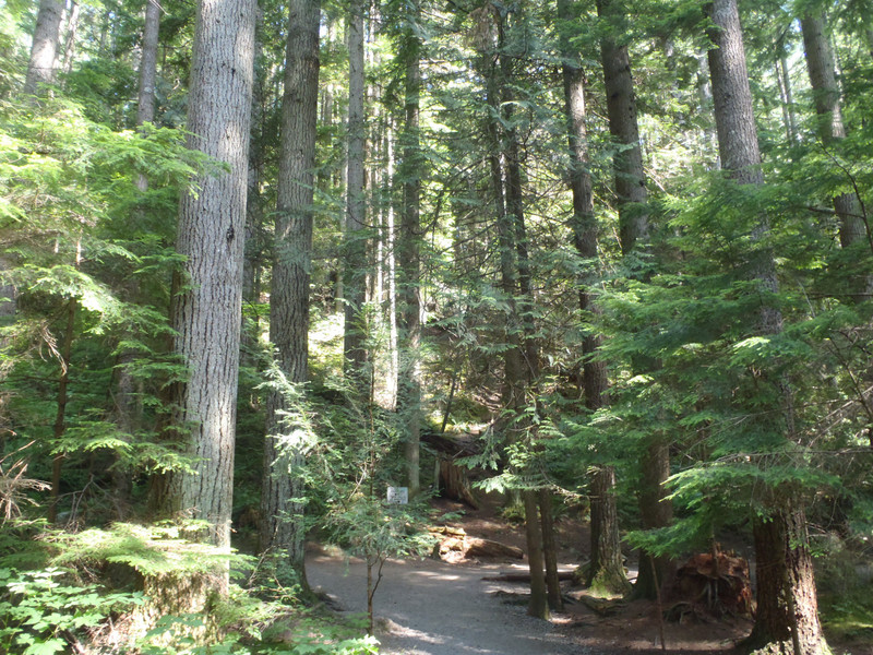 Lynn Canyon trail