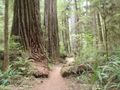 Redwood trail