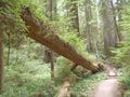 Redwood trail