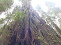 Old growth redwood