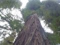 Big Tree Grove