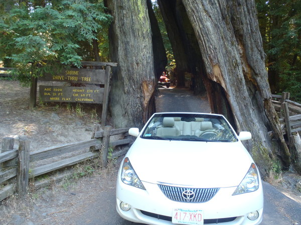 Car in a tree