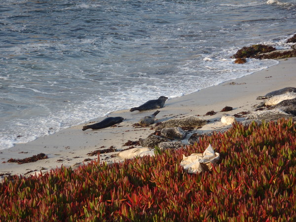 California seals