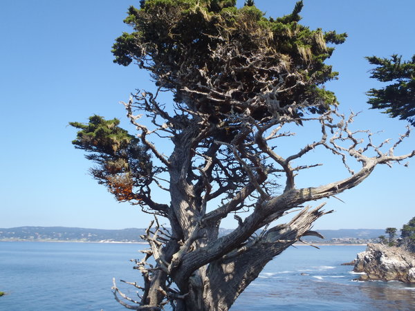 Cypress and sea