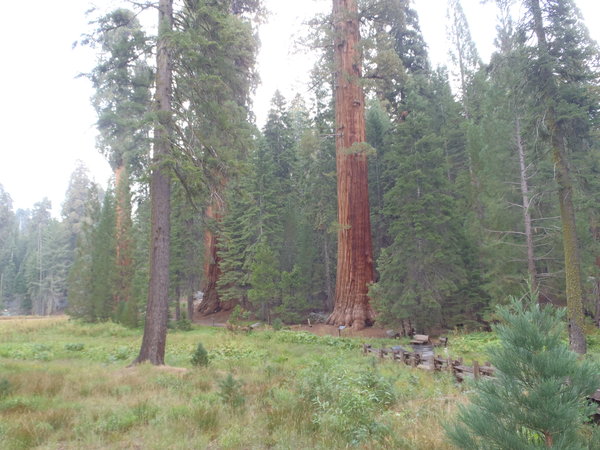Big Tree Meadow