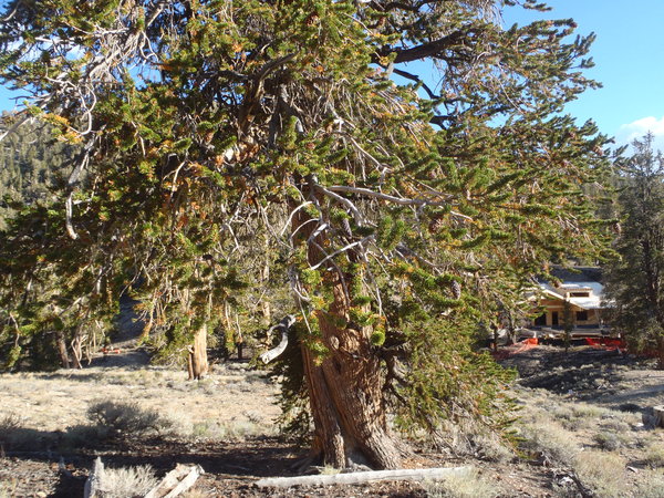Young bristlecone pine