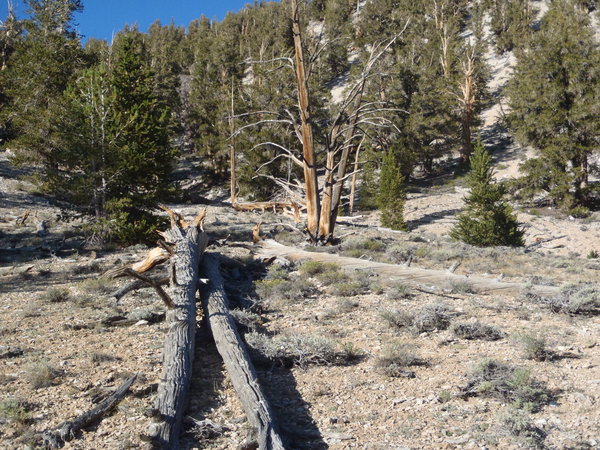 Fallen bristlecone pines