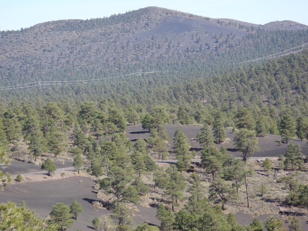 Sunset Crater pines