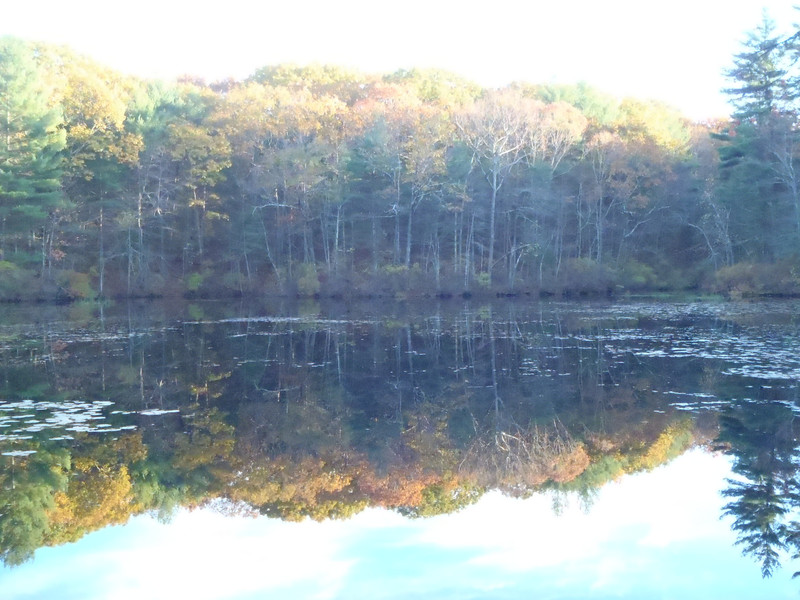 Main pond reflection