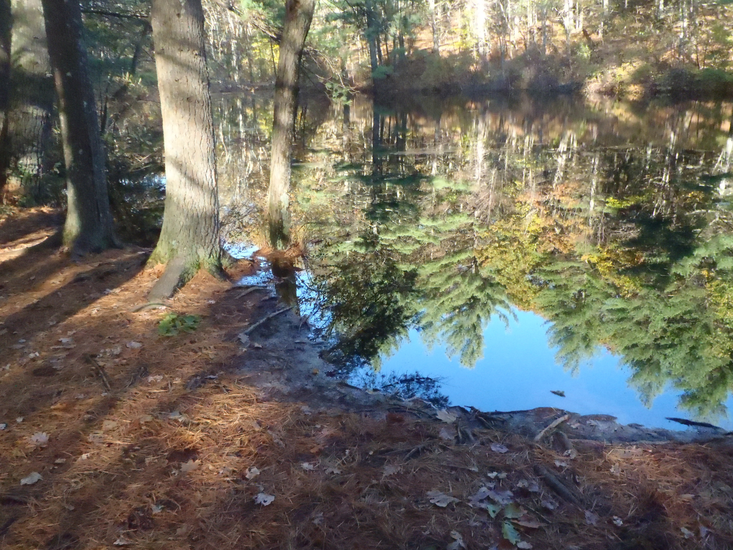 First pond reflections | Photo